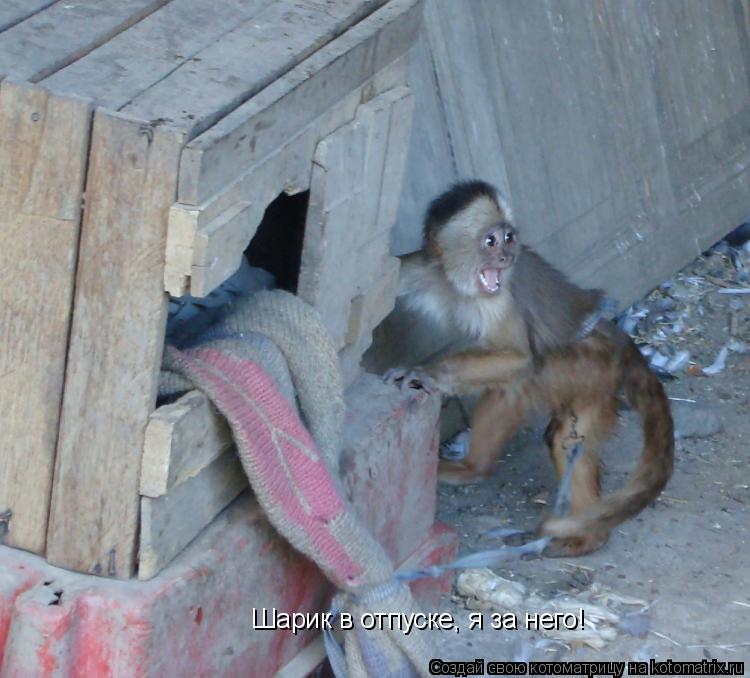 Котоматрица: Шарик в отпуске, я за него!