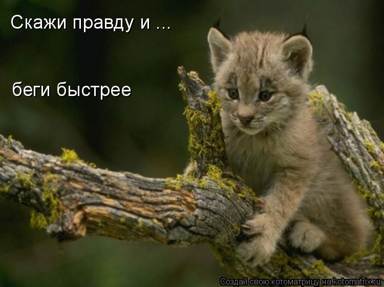 Котоматрица: Скажи правду и ... беги быстрее