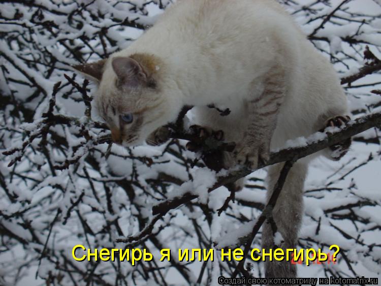 Котоматрица: Снегирь я или не снегирь?