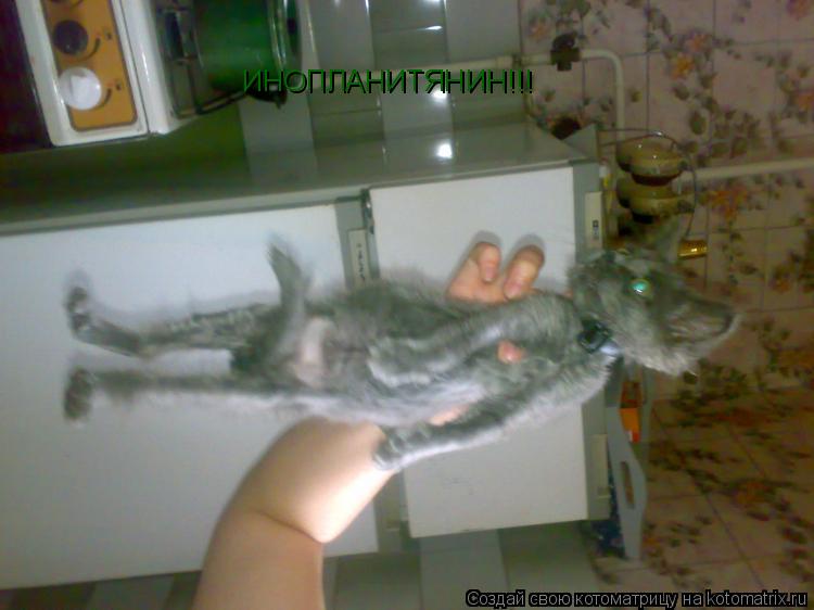 Котоматрица: ИНОПЛАНИТЯНИН!!!