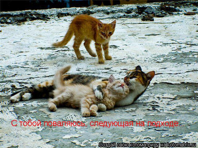 Котоматрица: С тобой поваляюсь, следующая на подходе...