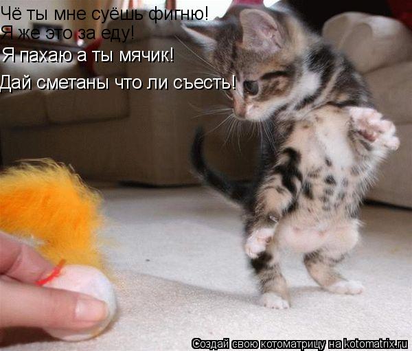 Чё ты мне суёшь фигню! Я же это за еду! Я пахаю а ты мячик! Дай сметаны что ли съесть!... Котоматрица: Чё ты мне суёшь фигню! Я же это за еду! Я пахаю а ты мячик! Дай сметаны что ли съесть!