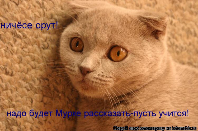 Котоматрица: ничёсе орут! надо будет Мурке рассказать-пусть учится!