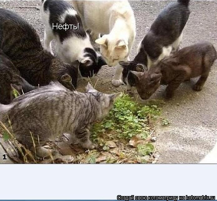 Котоматрица: Нефть!