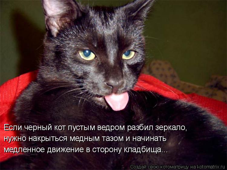Котоматрица: Если черный кот пустым ведром разбил зеркало, нужно накрыться медным тазом и начинать  медленное движение в сторону кладбища...
