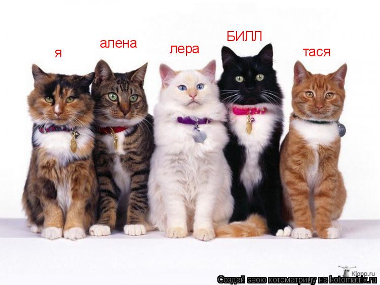 я тася лера БИЛЛ алена... Котоматрица: я тася лера БИЛЛ алена