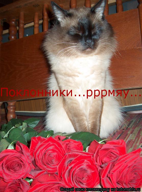 Котоматрица: Поклонники...рррмяу...