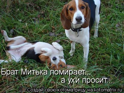 Котоматрица: Брат Митька помирает... ...а ухи просит...