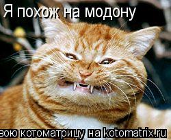 Котоматрица: Я похож на модону