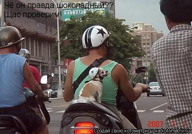 Котоматрица: Чё он правда шоколадный?? Щас проверим!