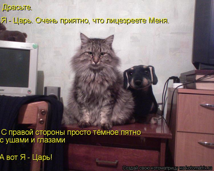 Котоматрица: Драсьте.  Я - Царь. Очень приятно, что лицезреете Меня. С правой стороны просто тёмное пятно  с ушами и глазами А вот Я - Царь!