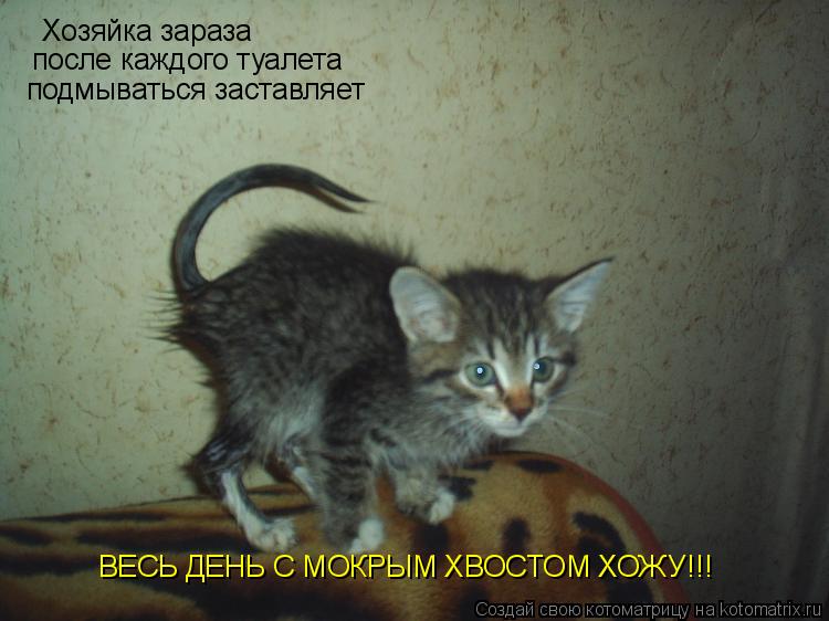 Котоматрица: Хозяйка зараза после каждого туалета подмываться заставляет ВЕСЬ ДЕНЬ С МОКРЫМ ХВОСТОМ ХОЖУ!!!