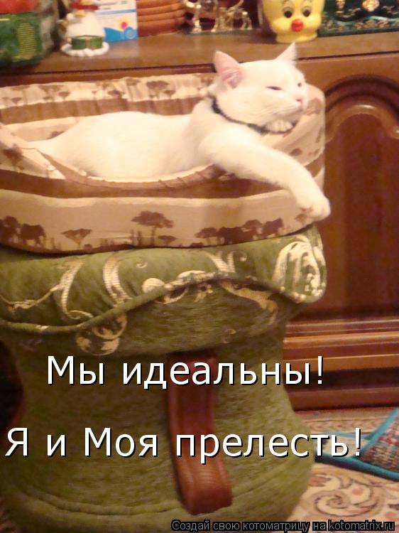 Мы идеальны! Я и Моя прелесть!... Котоматрица: Мы идеальны! Я и Моя прелесть!