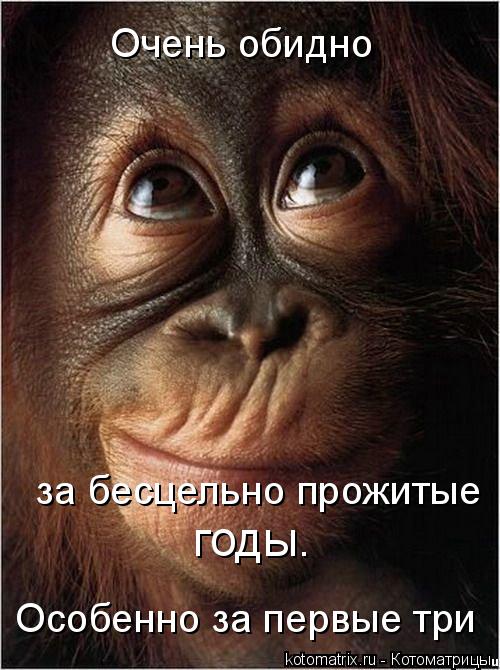 Котоматрица: Очень обидно  за бесцельно прожитые  годы…  Особенно за первые три