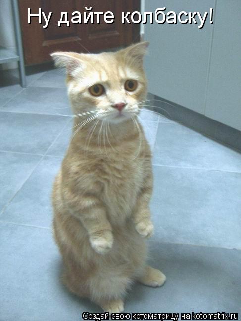 Котоматрица: Ну дайте колбаску!