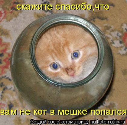 Котоматрица: скажите спасибо,что  вам не кот в мешке попался