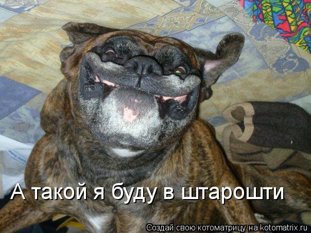 Котоматрица: А такой я буду в штарошти