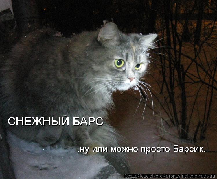 Котоматрица: СНЕЖНЫЙ БАРС ..ну или можно просто Барсик..