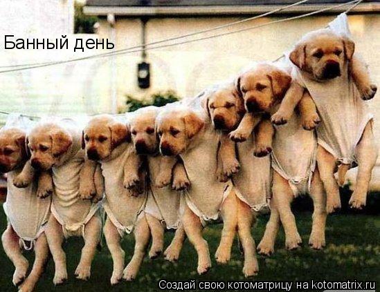 Котоматрица: Банный день