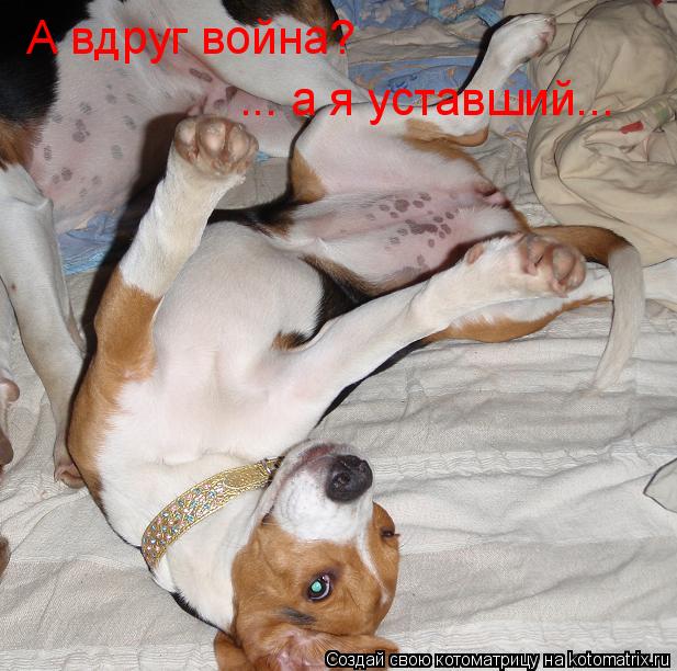 Котоматрица: А вдруг война? ... а я уставший...