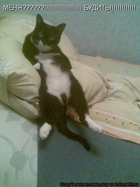 Котоматрица: МЕНЯ??????!!!!!!!!!!!!!!!!!!! БУДИТЬ!!!!!!!!!!!!!