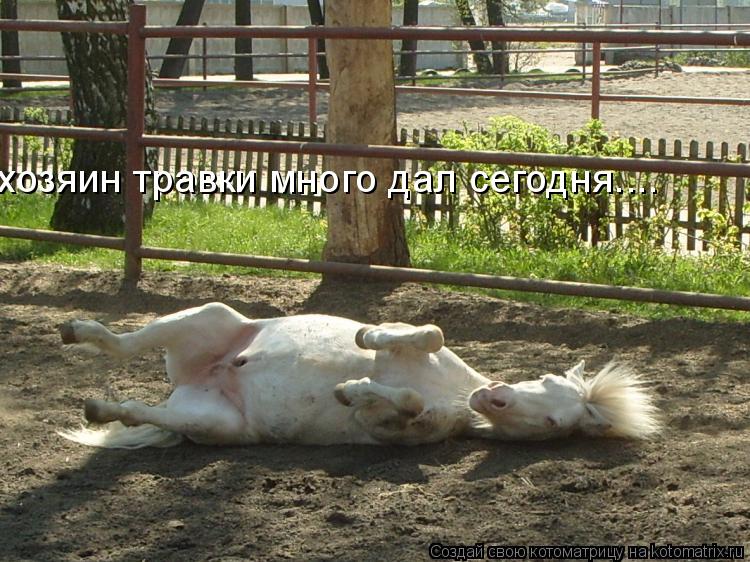 хозяин травки много дал сегодня....... Котоматрица: хозяин травки много дал сегодня....