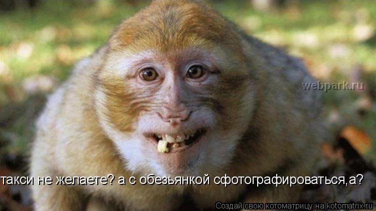 Котоматрица: такси не желаете? а с обезьянкой сфотографироваться,а?