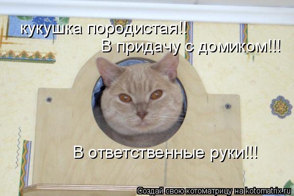 Котоматрица: кукушка породистая!! В придачу с домиком!!! В ответственные руки!!!