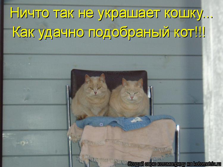 Ничто так не украшает кошку... Как удачно подобраный кот!!!... Котоматрица: Ничто так не украшает кошку... Как удачно подобраный кот!!!