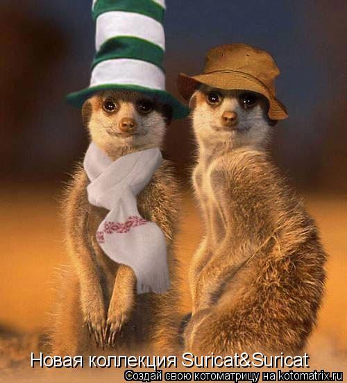 Котоматрица: Новая коллекция Suricat&Suricat