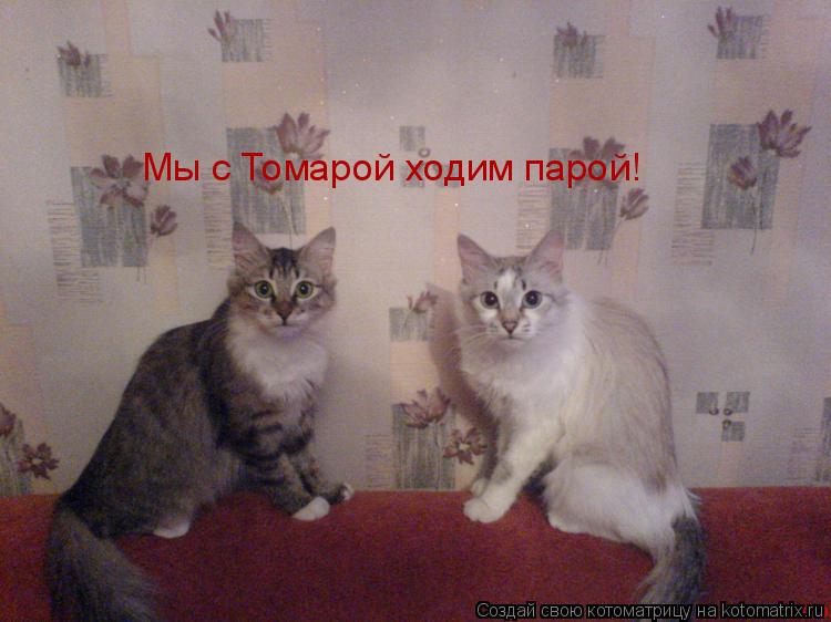 Котоматрица: Мы с Томарой ходим парой!