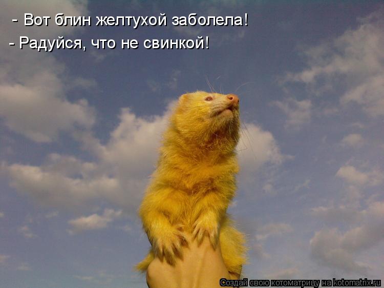 Вот блин желтухой заболела! - - Радуйся, что не свинкой!... Котоматрица: Вот блин желтухой заболела! - - Радуйся, что не свинкой!