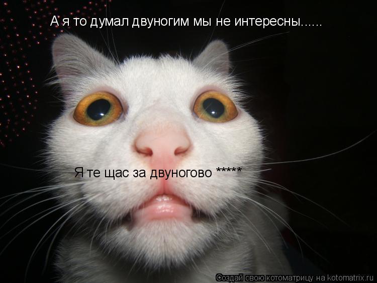 Котоматрица: А я то думал двуногим мы не интересны...... Я те щас за двуногово *****
