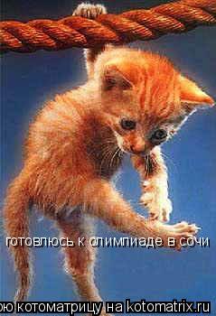 Котоматрица: готовлюсь к олимпиаде в сочи