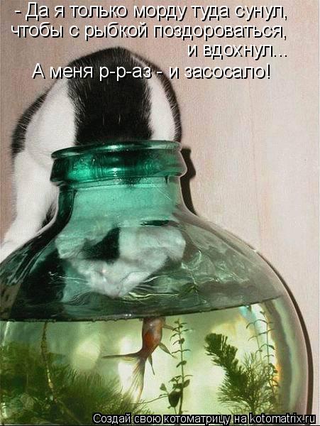 Котоматрица: - Да я только морду туда сунул, чтобы с рыбкой поздороваться, и вдохнул... А меня р-р-аз - и засосало!