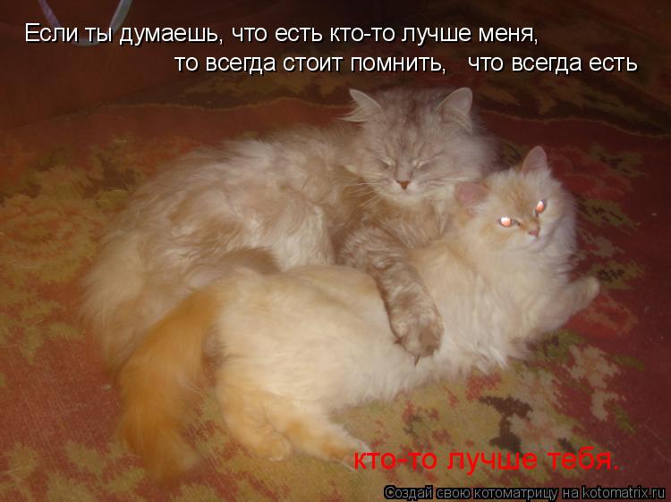 Котоматрица: Если ты думаешь, что есть кто-то лучше меня,   то всегда стоит помнить,   что всегда есть  кто-то лучше тебя.