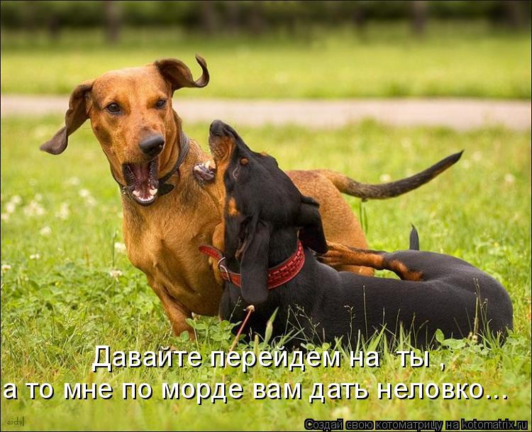 Котоматрица: Давайте перейдем на «ты»,  а то мне по морде вам дать неловко...