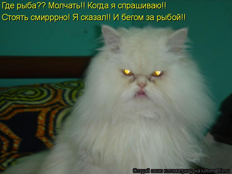 Котоматрица: Где рыба?? Молчать!! Когда я спрашиваю!! Стоять смирррно! Я сказал!! И бегом за рыбой!!