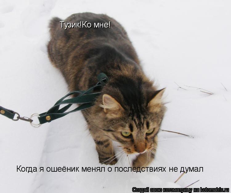 Котоматрица: Тузик!Ко мне! Когда я ошеёник менял о последствиях не думал