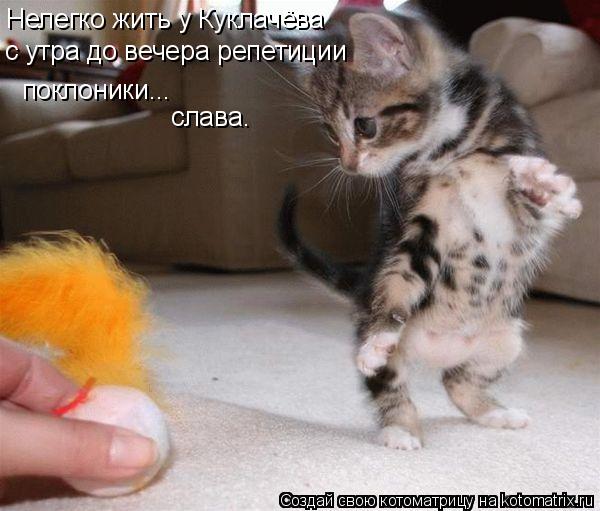 Котоматрица: Нелегко жить у Куклачёва с утра до вечера репетиции поклоники... слава.