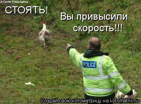 Котоматрица: СТОЯТЬ! Вы привысили  скорость!!!