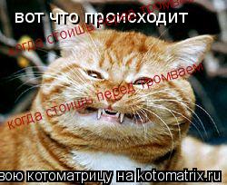 Котоматрица: вот что происходит когда стоишь перед тромваем когда стоишь перед тромваем
