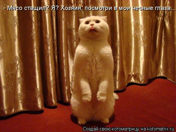 Котоматрица: - Мясо стащил? Я? Хозяин, посмотри в мои чесные глаза...