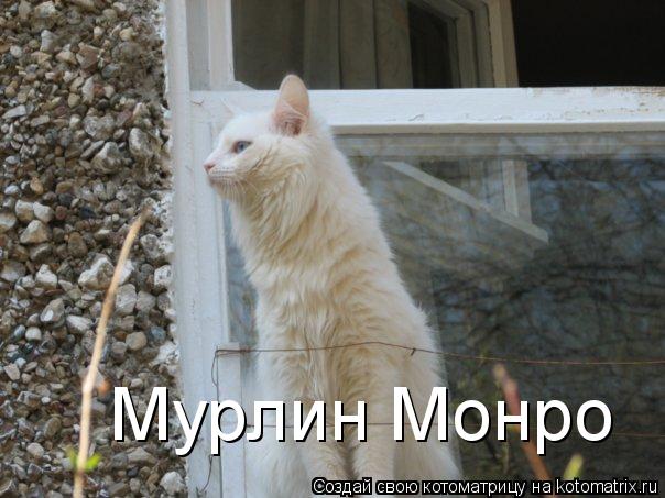Котоматрица: Мурлин Монро