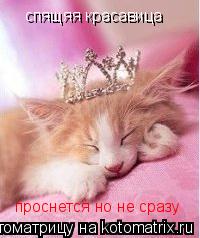 Котоматрица: спящяя красавица   проснется но не сразу