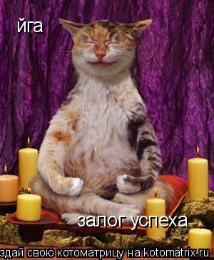 Котоматрица: йга залог успеха
