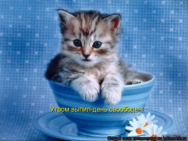 Котоматрица: Утром выпил-день своободен!