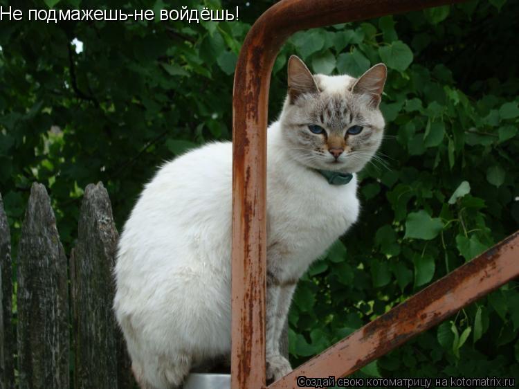 Котоматрица: Не подмажешь-не войдёшь!