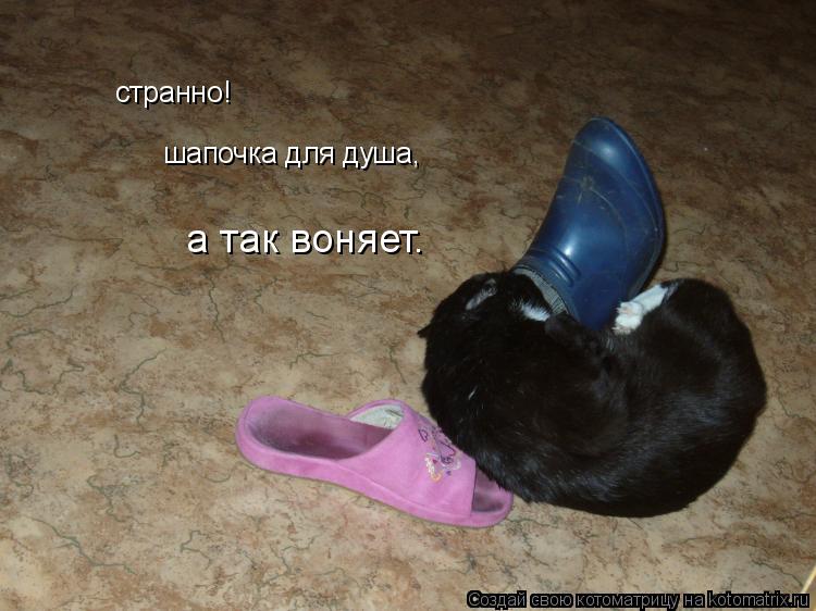 Котоматрица: странно! шапочка для душа, а так воняет.