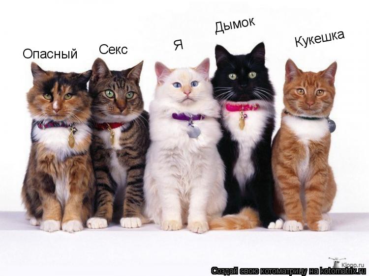 Котоматрица: Опасный Секс Дымок Я Кукешка